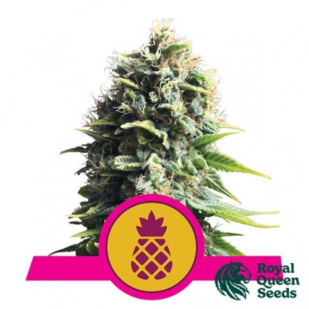 Pineapple Kush par Royal Queen Seeds - Grow Barato