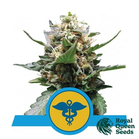 Royal Medic Féminisée de Royal Queen Seeds - Grow Barato