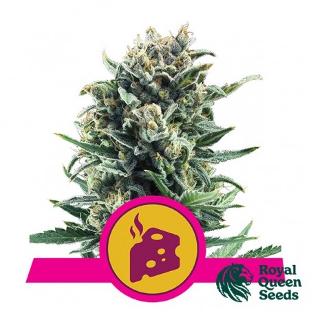 Blue Cheese Weed Féminisée | Royal Queen Seeds | Growbarato.net