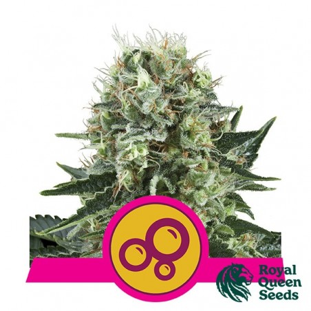 Bubble Kush féminisée de Royal Queen Seeds - Grow Barato