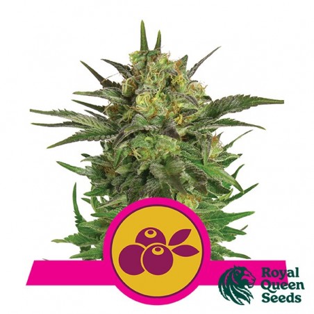 Haze Berry féminisée de Royal Queen Seeds - Grow Barato