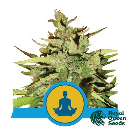 Stress Killer Auto CBD de Royal Queen Seeds - Grow Barato