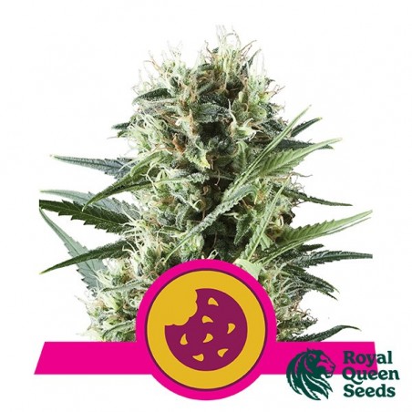 Royal Cookies de Royal Queen Seeds féminisées - Grow Barato