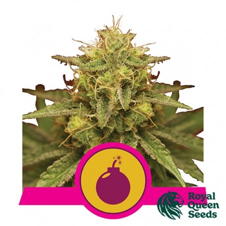 Royal Domina de Royal Queen Seeds féminisées - Grow Barato