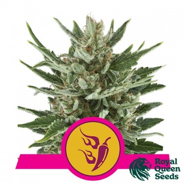 Speedy Chile Fast Flowering de Royal Queen Seeds