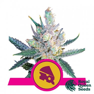 Royal Cheese Fast Flowering de Royal Queen Seeds