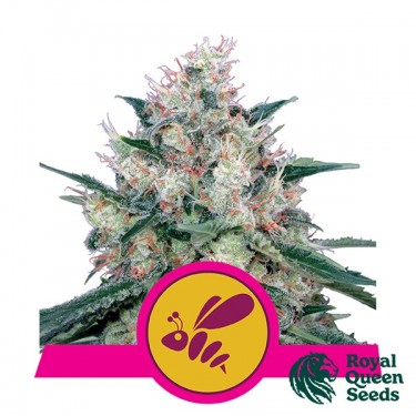 Honey Cream Fast Flowering de Royal Queen Seeds