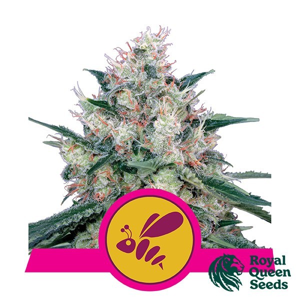 Voir Honey Cream Fast Flowering de Royal Queen Seeds