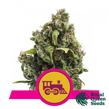Candy Kush Fast Flowering par Royal Queen Seeds