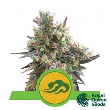 Royal Bluematic par Royal Queen Seeds - Grow Barato