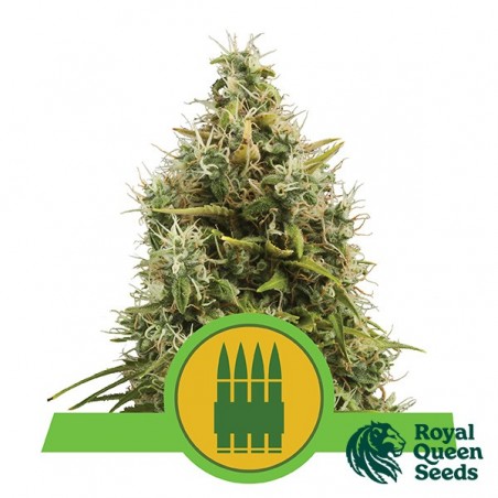 Royal AK Automatic par Royal Queen Seeds - Grow Barato