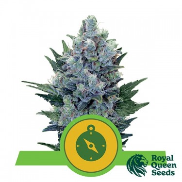Northern Light Automatic de Royal Queen Seeds - Grow Barato