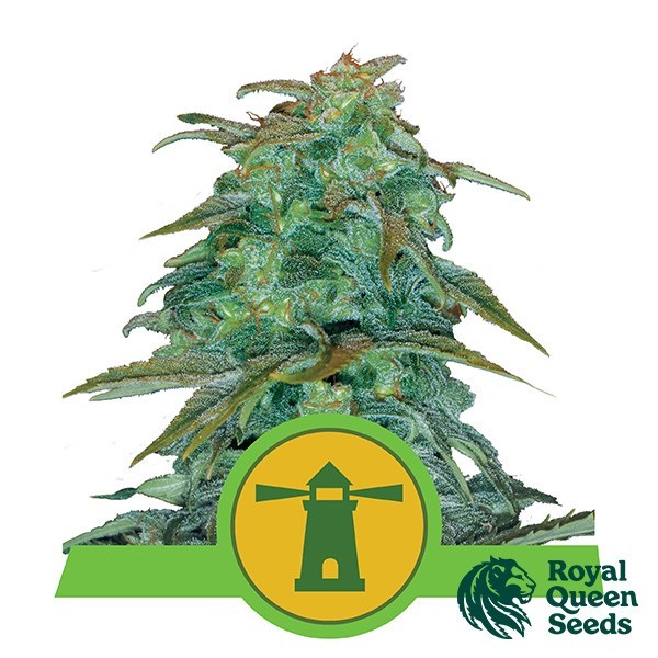 Voir Royal Haze Automatic par Royal Queen Seeds - Grow Barato