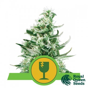 Acheter Royal Critical Auto de Royal Queen Seeds meilleur prix