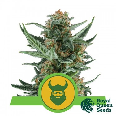 Graines Royal Dwarf de Royal Queen Seeds - Grow Barato