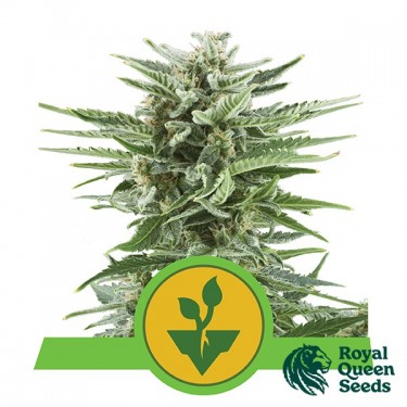 Graines Easy Bud Auto de Royal Queen Seeds - Grow Barato