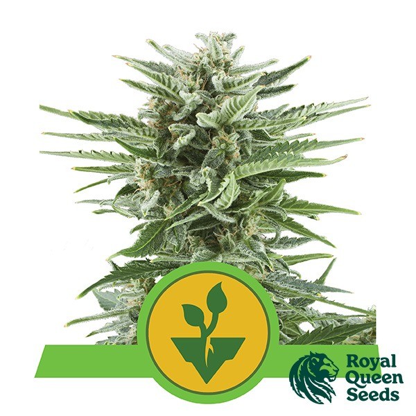 Voir Graines Easy Bud Auto de Royal Queen Seeds - Grow Barato