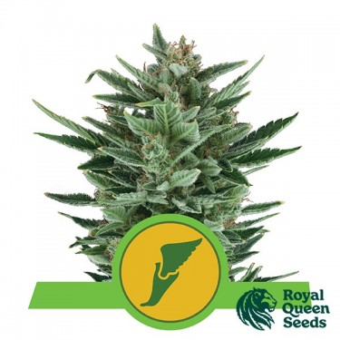 Graines Quick One Auto de Royal Queen Seeds - Grow Barato