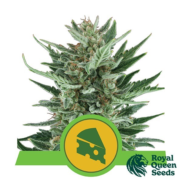 Voir Royal Queen Seeds | Royal Cheese Automatique - Grow Barato