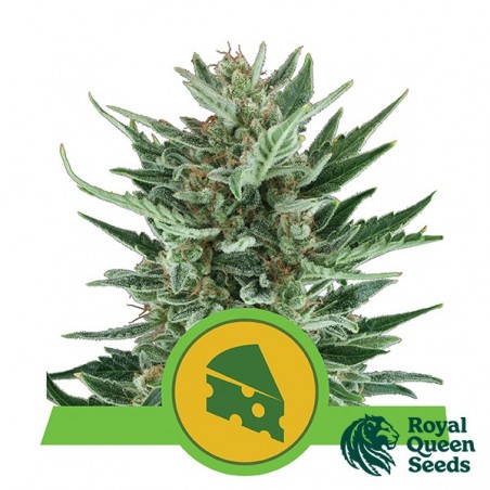 Royal Queen Seeds | Royal Cheese Automatique - Grow Barato