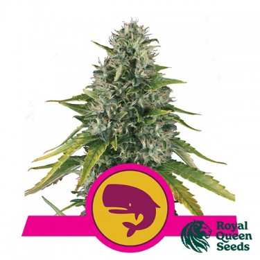 Moby Royal de Royal Queen Seeds féminisées - Grow Barato