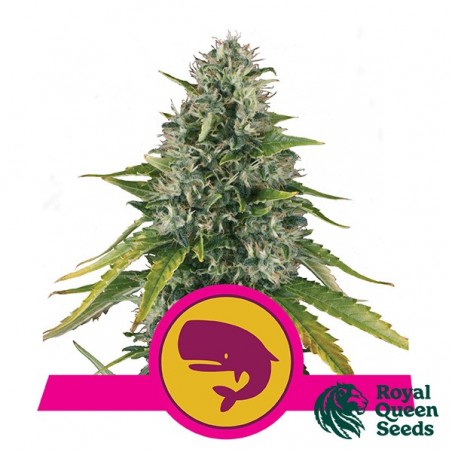 Moby Royal de Royal Queen Seeds féminisées - Grow Barato