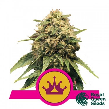 Special Queen 1 par Royal Queen Seeds - Grow Barato