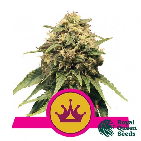 Special Queen 1 par Royal Queen Seeds - Grow Barato