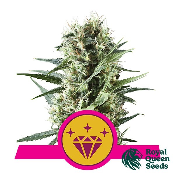 Voir Special Kush 1 de Royal Queen Seeds - Grow Barato