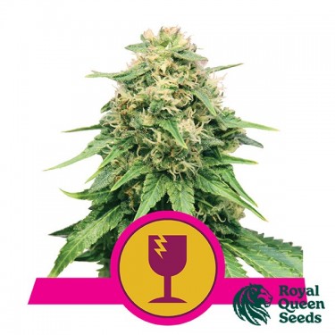 Critical de Royal Queen Seeds féminisées - Grow Barato