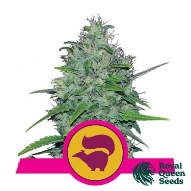 Skunk XL de Royal Queen Seeds féminisées - Grow Barato