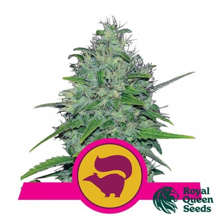 Skunk XL de Royal Queen Seeds féminisées - Grow Barato