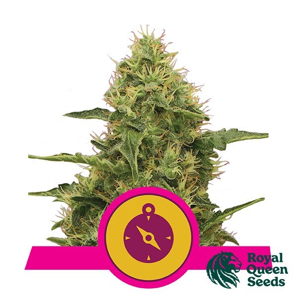 Voir Northern Light par Royal Queen Seeds - Grow Barato