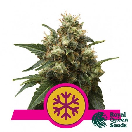 Ice de Royal Queen Seeds  féminisées - Grow Barato