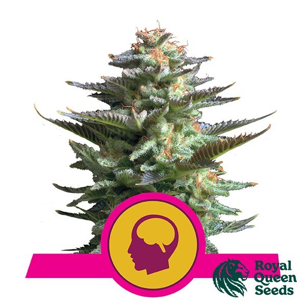 Amnesia Haze Weed Feminisée - Royal Queen Seeds