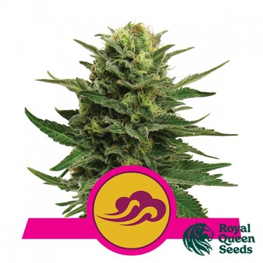 Blue Mystic Royal Queen Seeds féminisées - Grow Barato