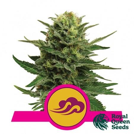 Blue Mystic Royal Queen Seeds féminisées - Grow Barato