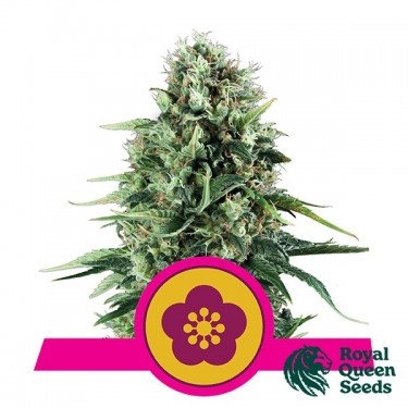 Power Flower de Royal Queen Seeds féminisées - Grow Barato