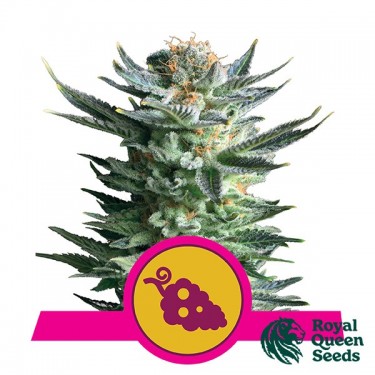 Fruit Spirit de Royal Queen Seeds féminisées - Grow Barato