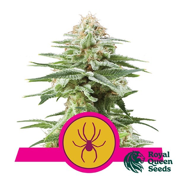 Voir White Widow Royal Queen Seeds féminisées - Grow Barato