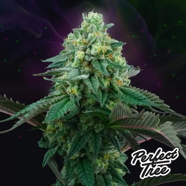 Pink Gasoline 【Génétique primée à la saveur intense】 | GB