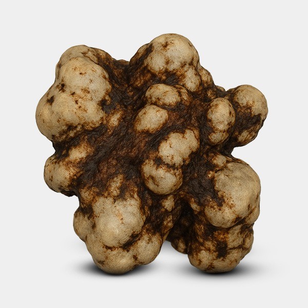 Truffes Galindoi détail