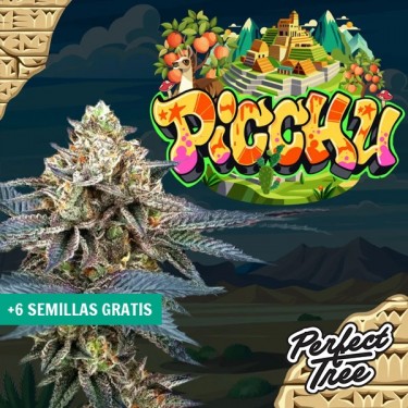 Graines Picchu de Perfect Tree ⛰️ - GB The Green Brand
