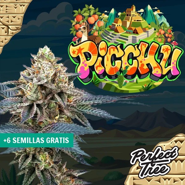Voir Graines Picchu de Perfect Tree ⛰️ - GB The Green Brand