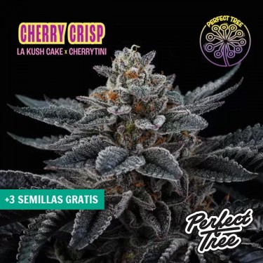 Graines Cherry Crisp 🍒 féminisées de Perfect Tree | GB