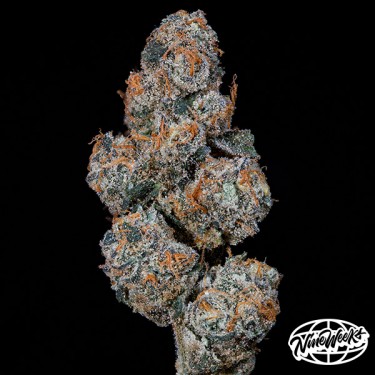 Grape Squeeze - Graine féminisée hybride à haute puissance | GB