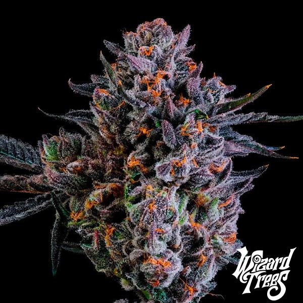 Voir Zorroz X Zangria