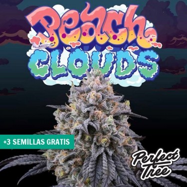 Peach Clouds de Perfect Tree 🍑 ☁️ - GB The Green Brand