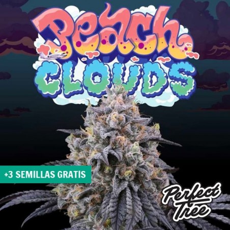 Peach Clouds de Perfect Tree 🍑 ☁️ - GB The Green Brand