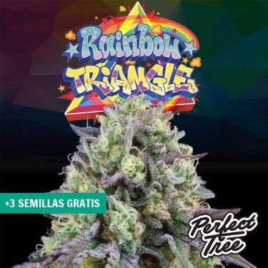 Rainbow Triangle de Perfect Tree 🌈- GB The Green Brand